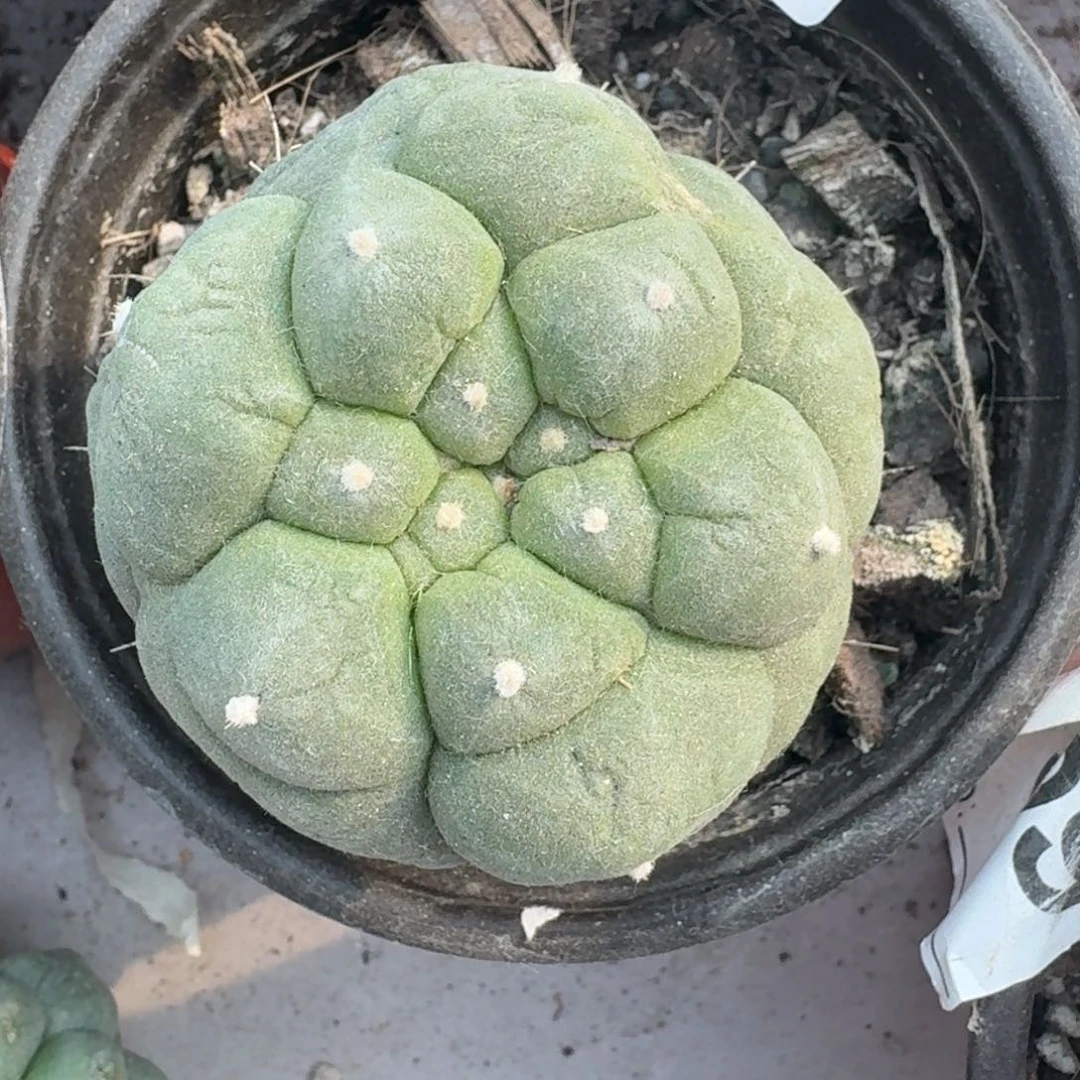 【闪购商品】大尤鲜735