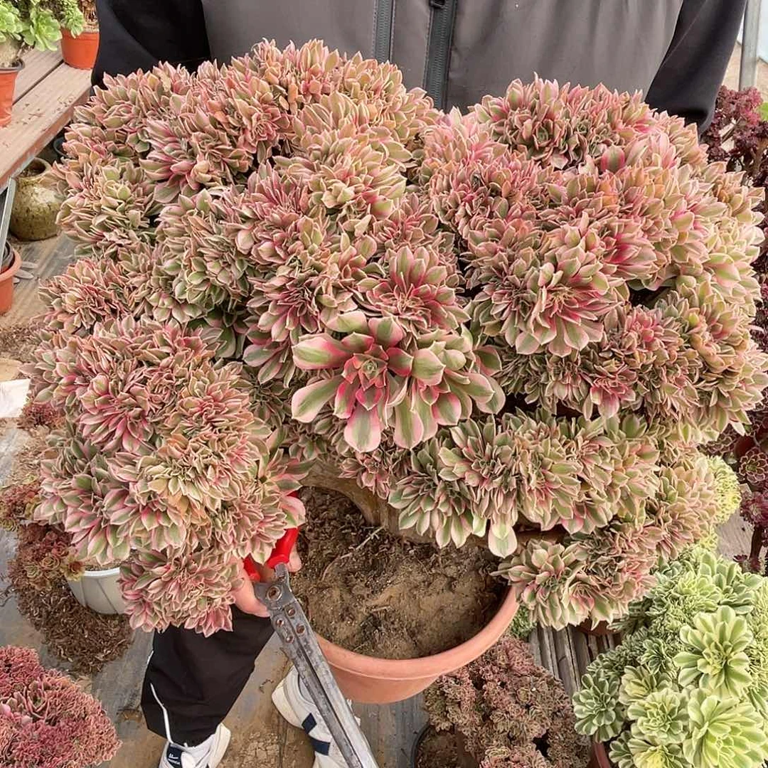 【闪购商品】无花朵粉女巫