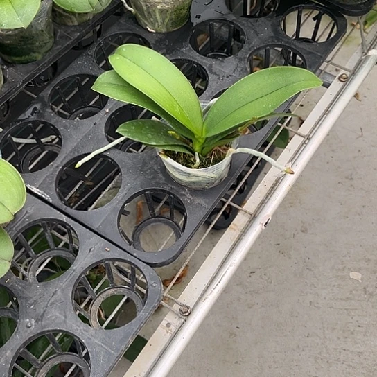 完全开放樱花2.8带剑