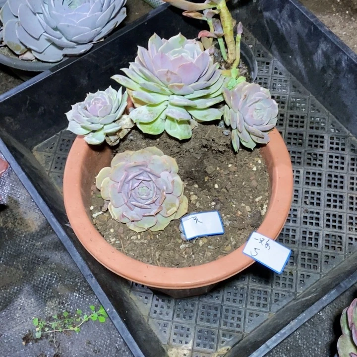 一***崽一物一拍一物一拍