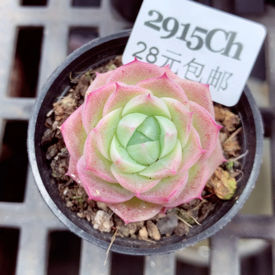 5厘米盆精控多肉2915