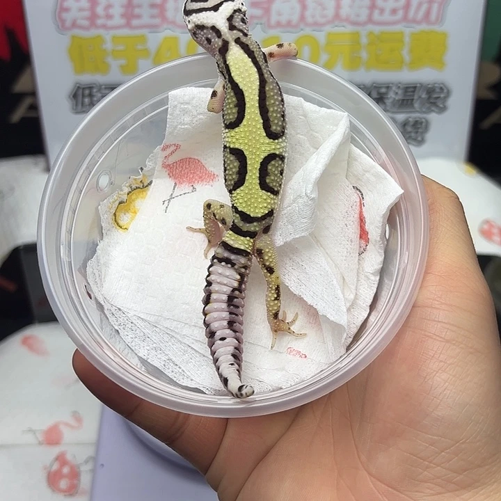 豹纹守宫土匪妹妹V165