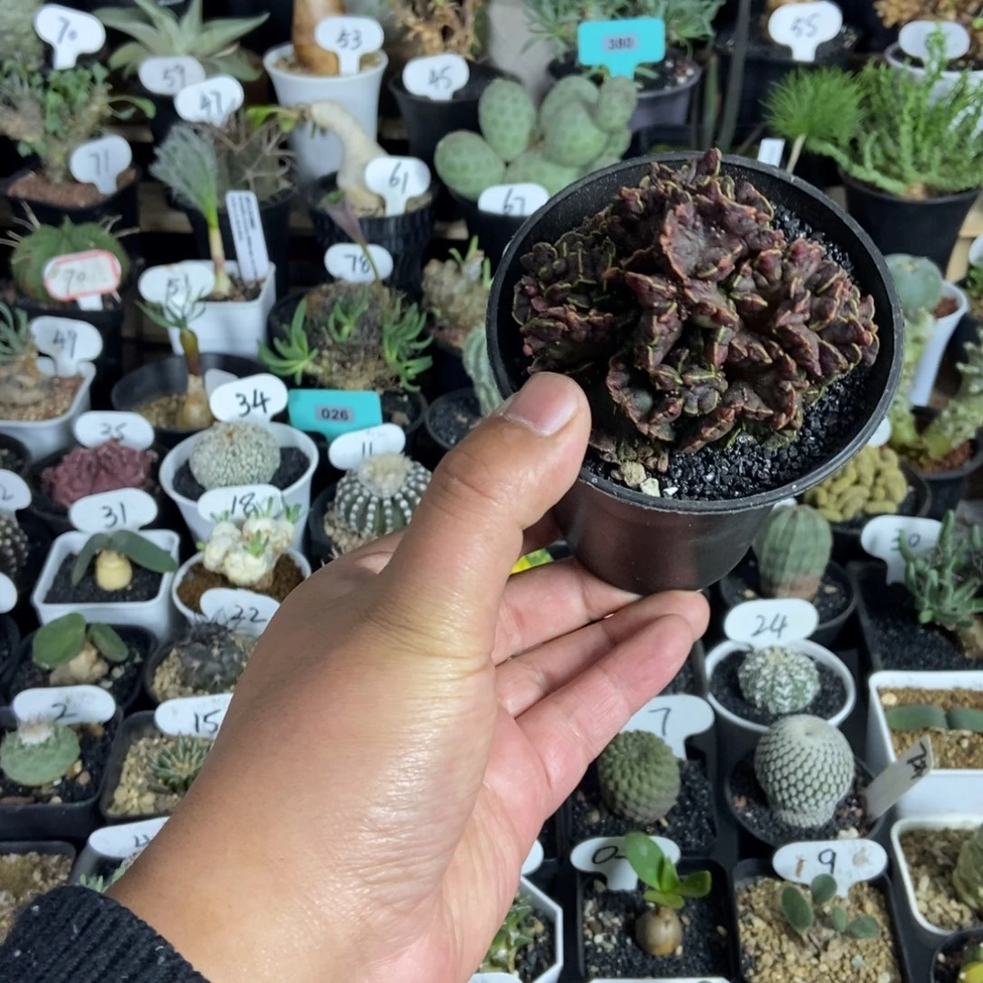 高砂石化一物一拍