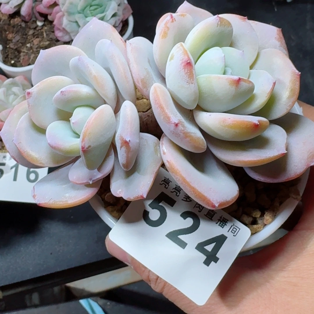 ****呀韩版奶茶      愿你一路坦途，乘风破浪展宏图