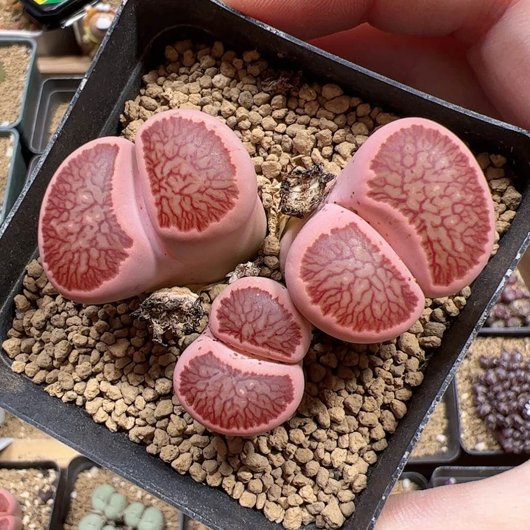 【闪购商品】360 菊锦