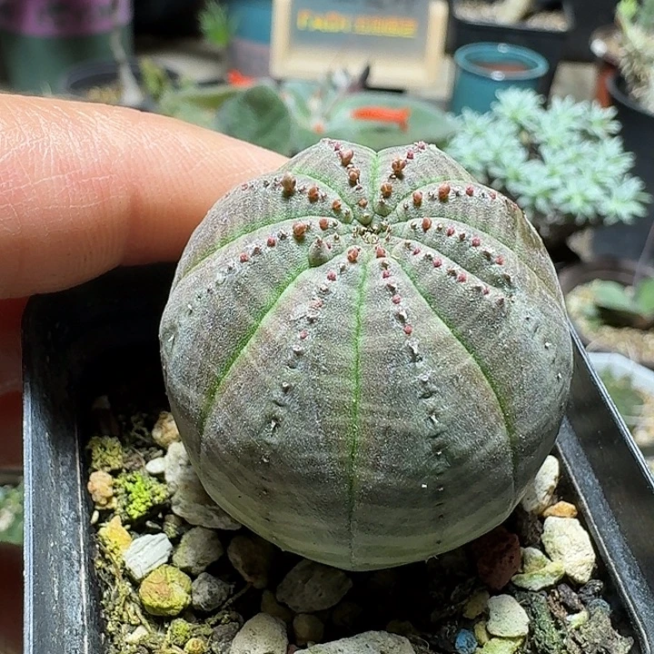 775欧版布纹球带盆发货