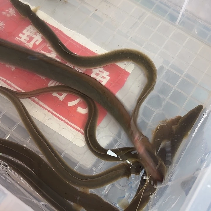 野生鳗鱼伤鳗一斤六多