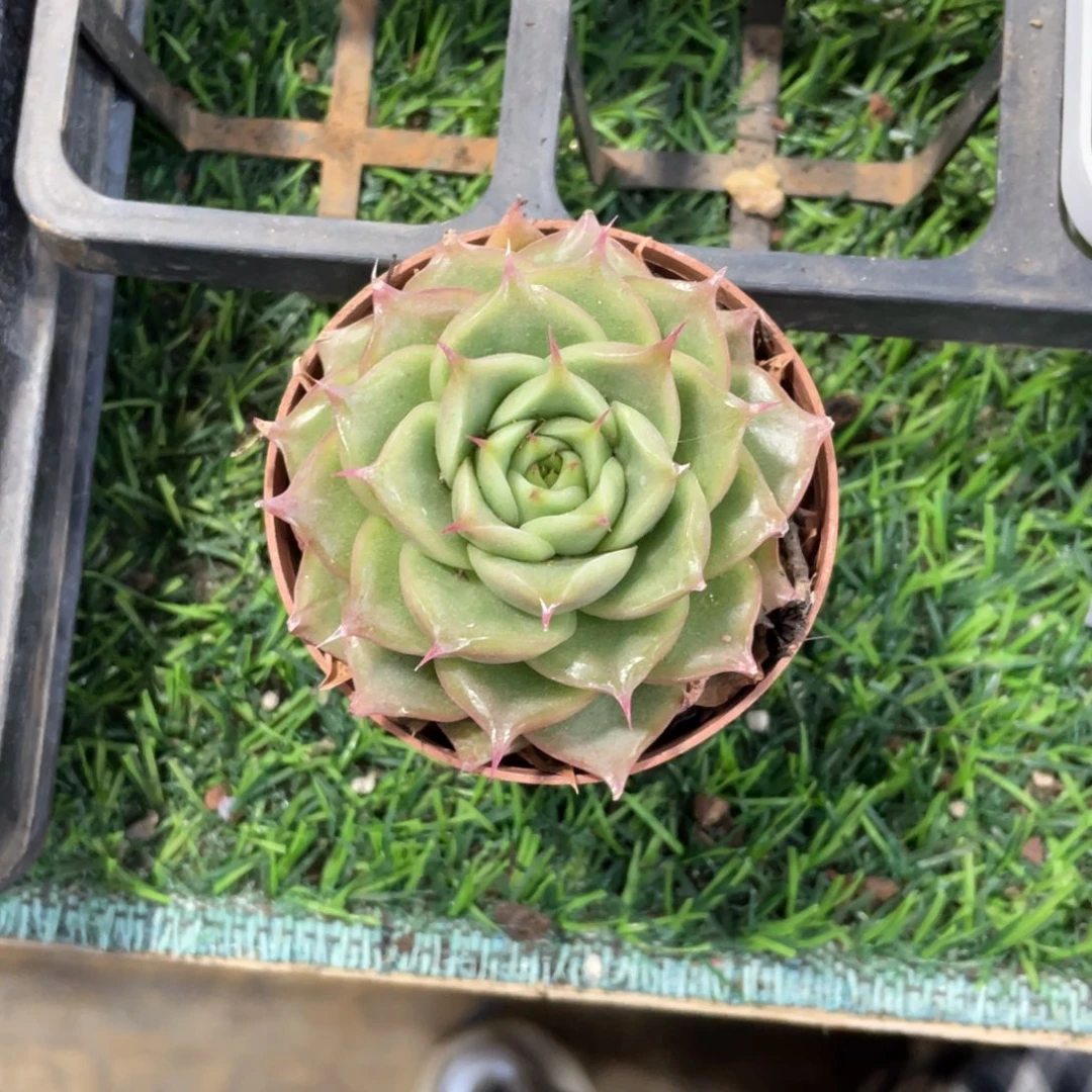 小***9睫毛精冠幅7 公分一物一拍