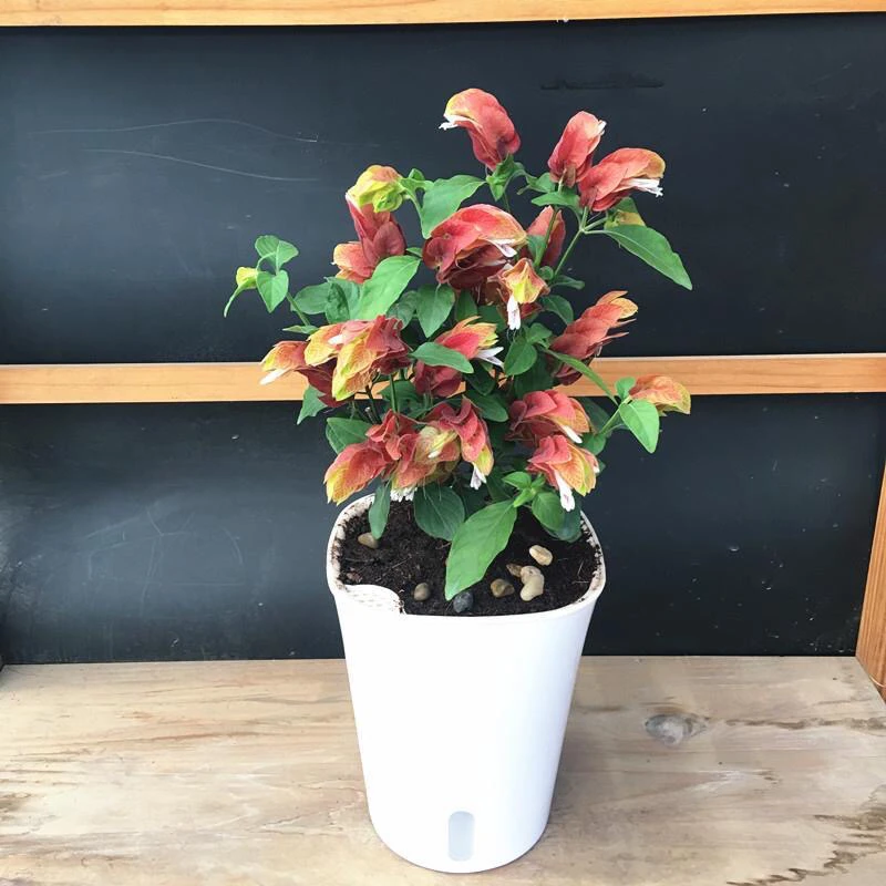 奇特花卉虾衣花 四季开花阳台盆栽虾衣花 红虾花带花虾夷花似龙虾