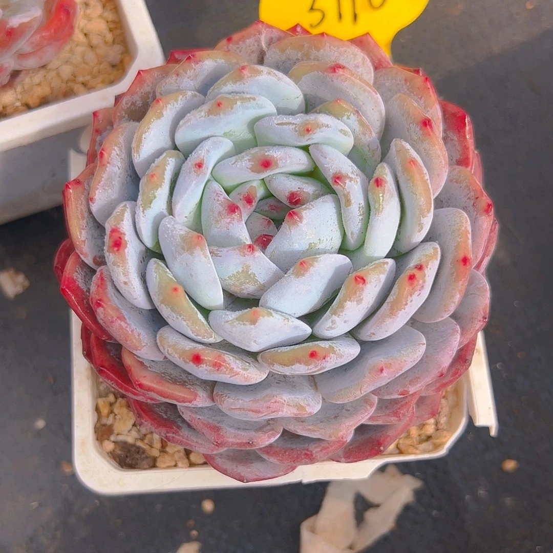 小*辰橙梦露3110号一物一拍