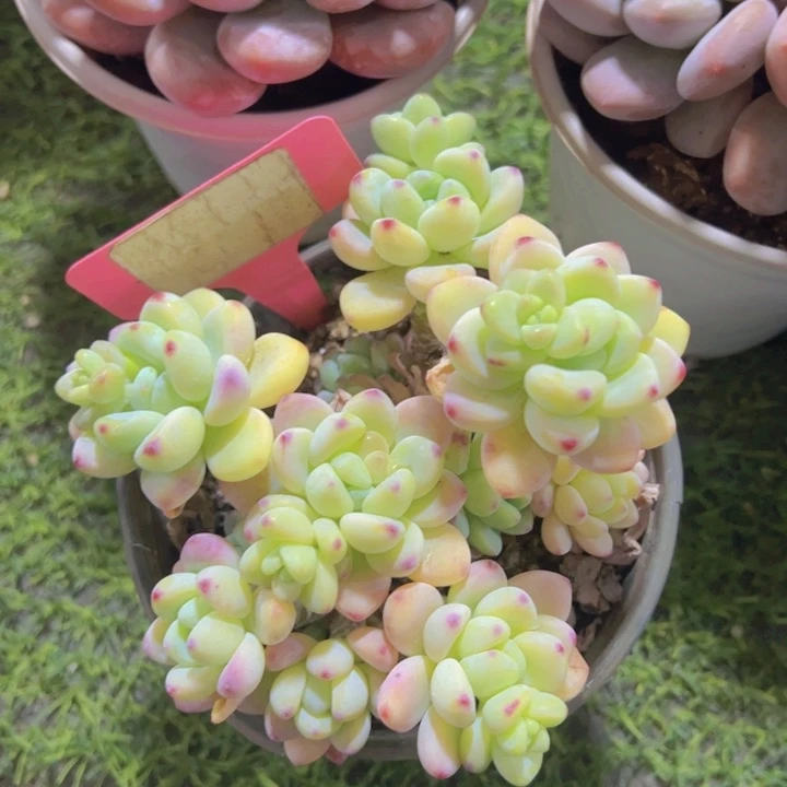 健健康康平平安安