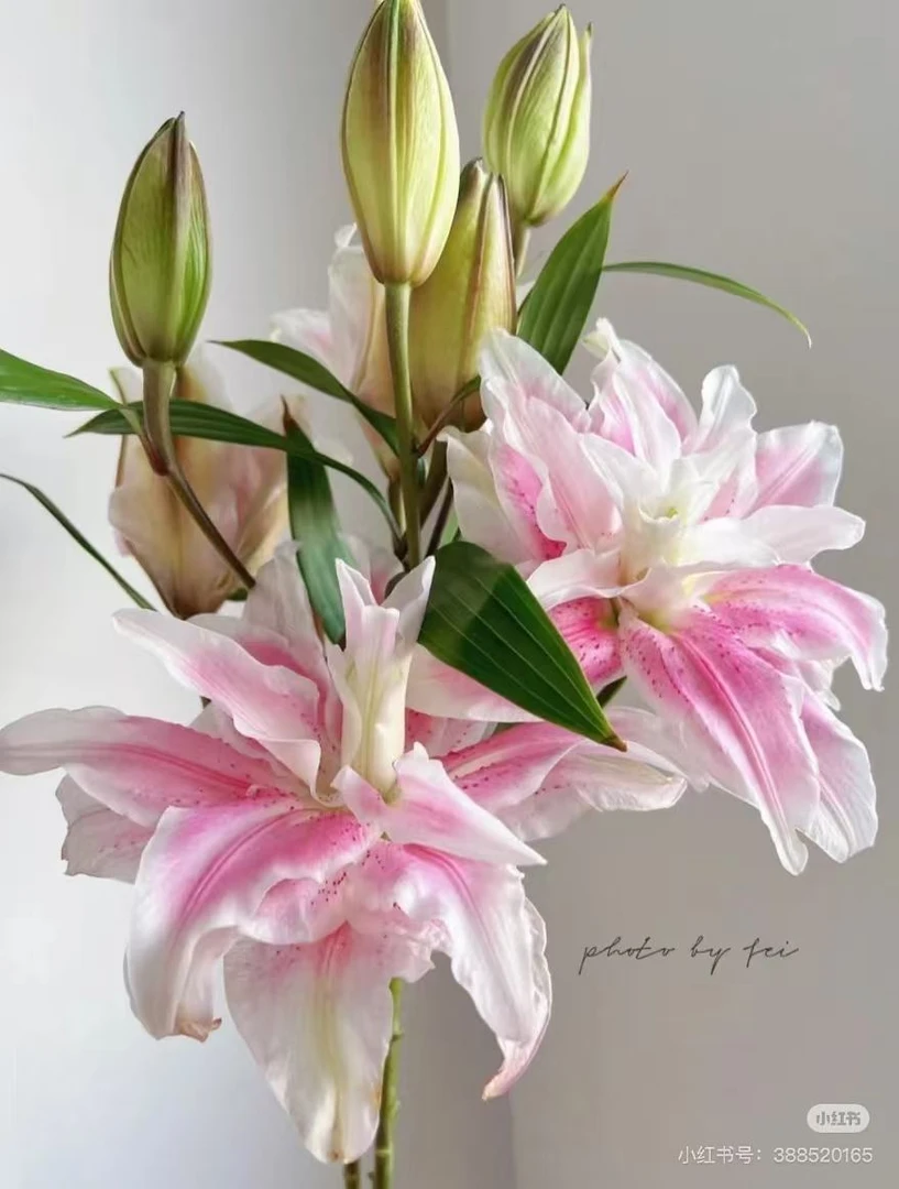 【葡噗花舍】伊莎贝拉重瓣香水百合   基地直发