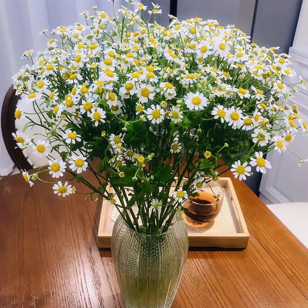 【洋甘菊1扎】京东包邮到家今天拍明天到山西河南河北