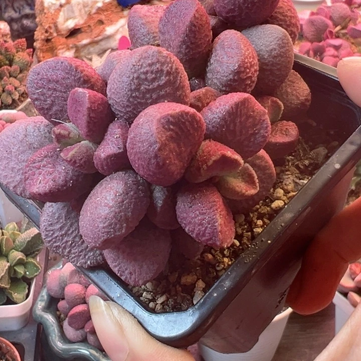 浮**梦可以说我很喜欢看这