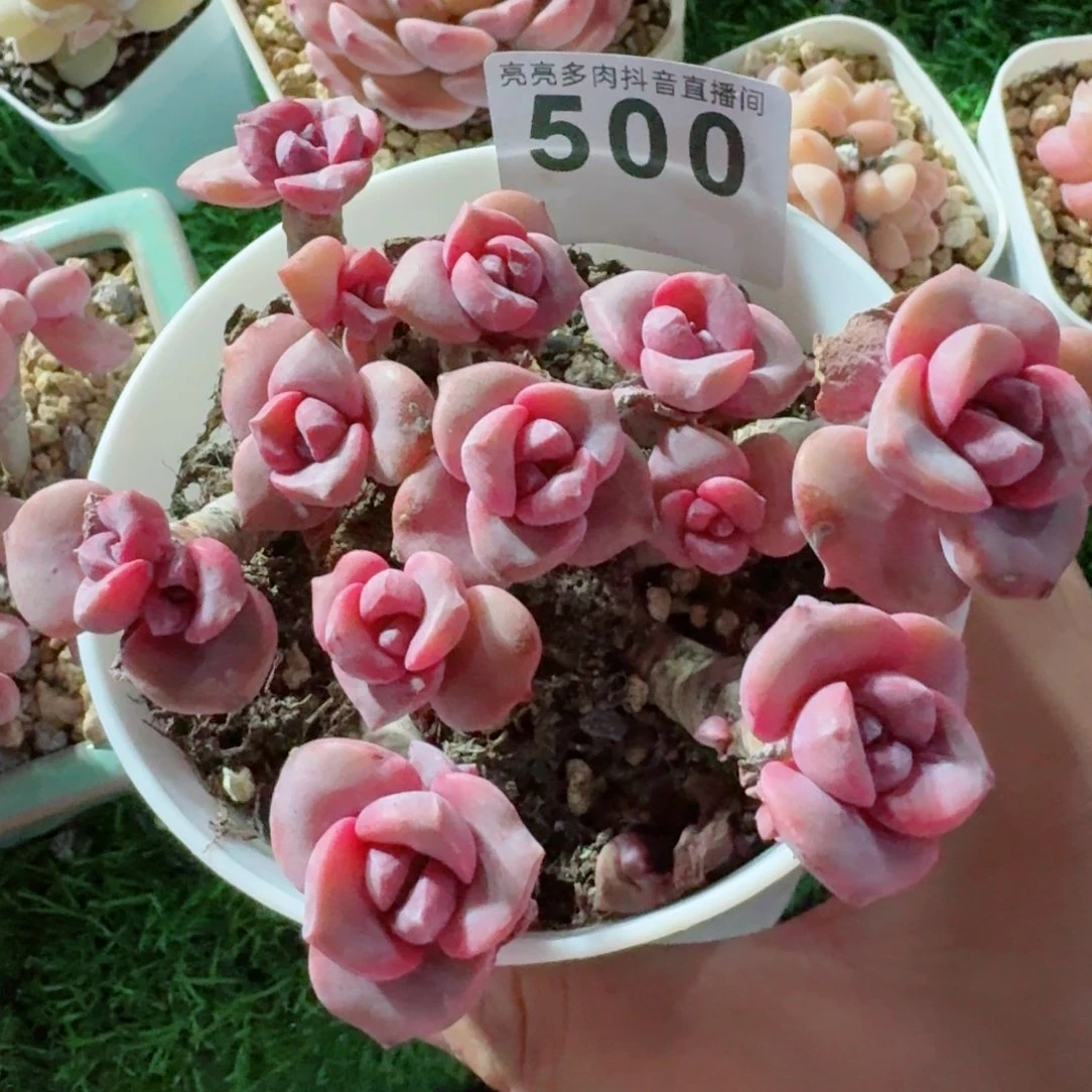 彩虹糖老桩         精品多肉