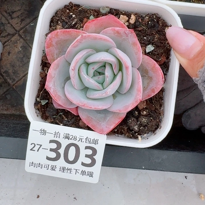 布鲁蓝无盆土无发货无