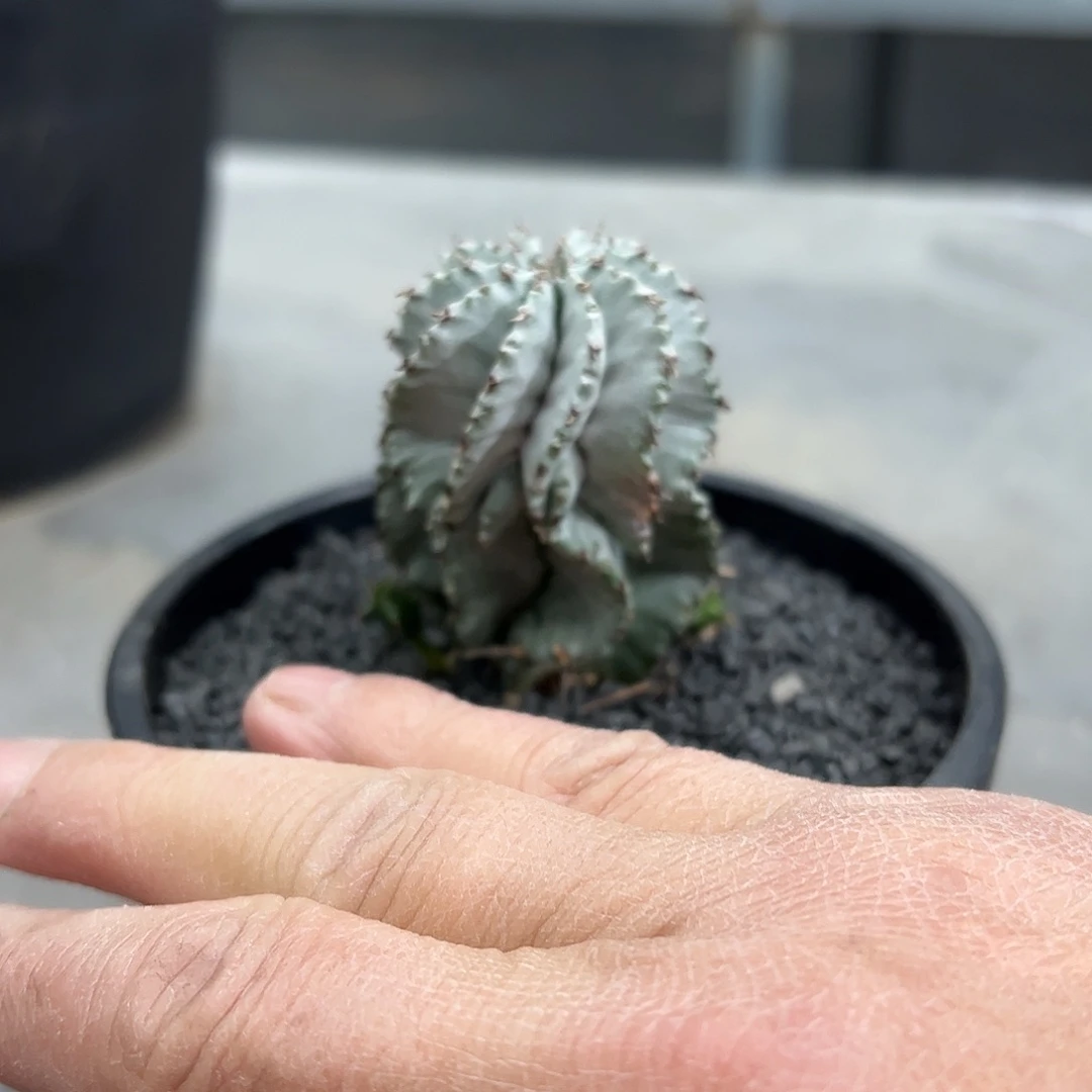 @*蛋小白衣魁伟玉99888888