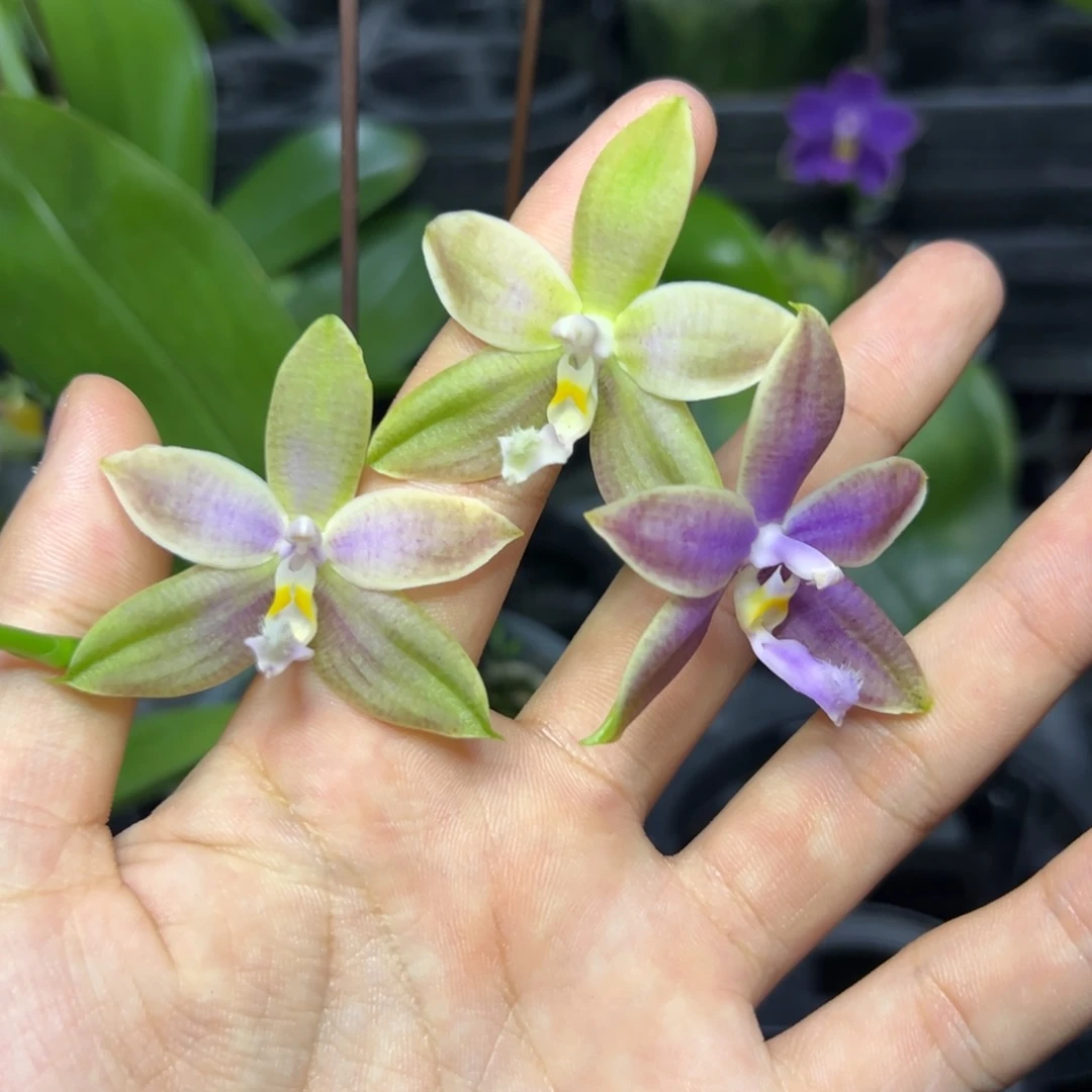 完全开放l031三寸ys1172