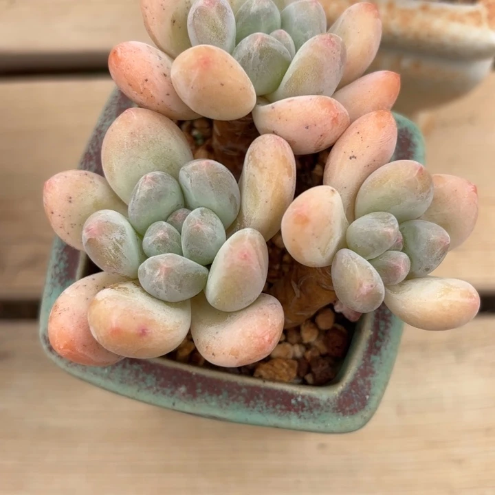 无花朵香水yayyaayyayayayayayayauauuaue