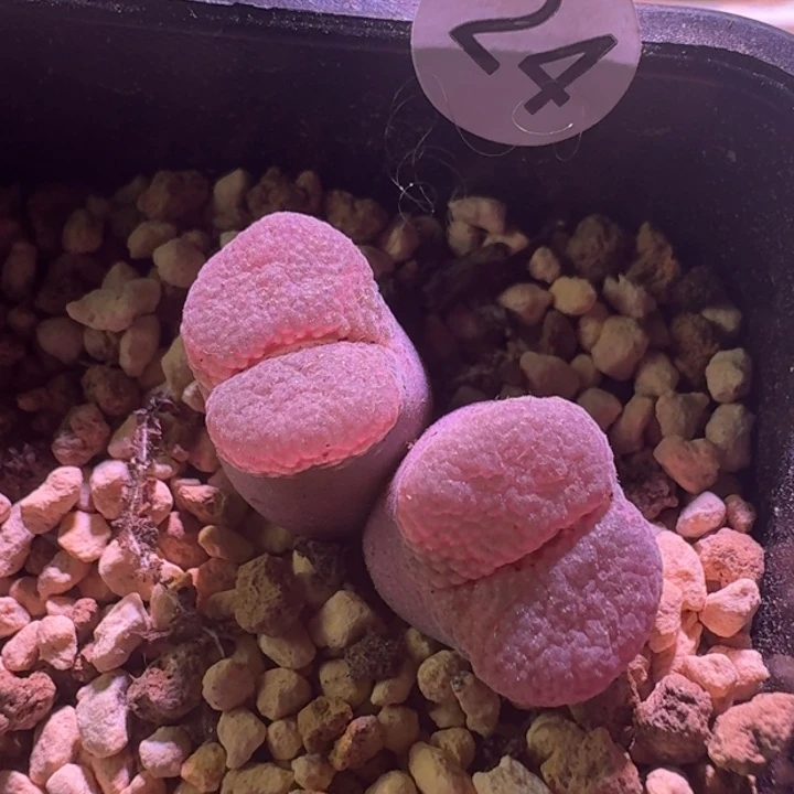 24号双头一物一拍