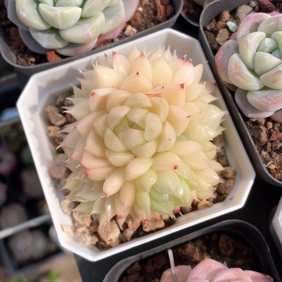 优选麦秆精品505