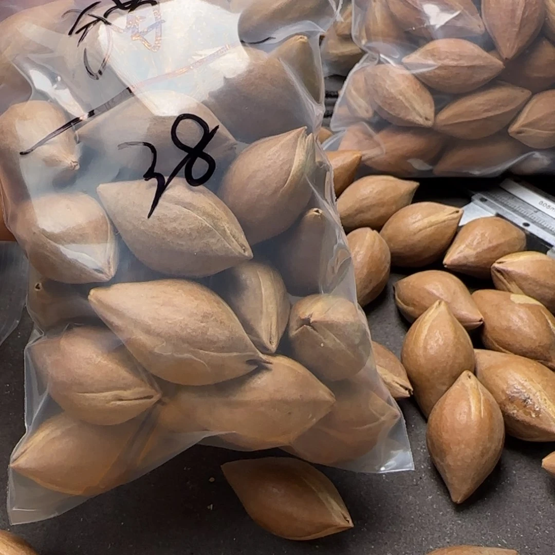 【闪购商品】手串/手链橄榄核?****?橄榄核素核