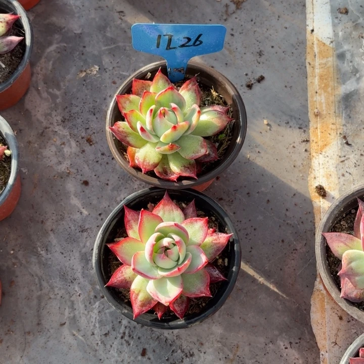 1226！惊鸿红红火火好