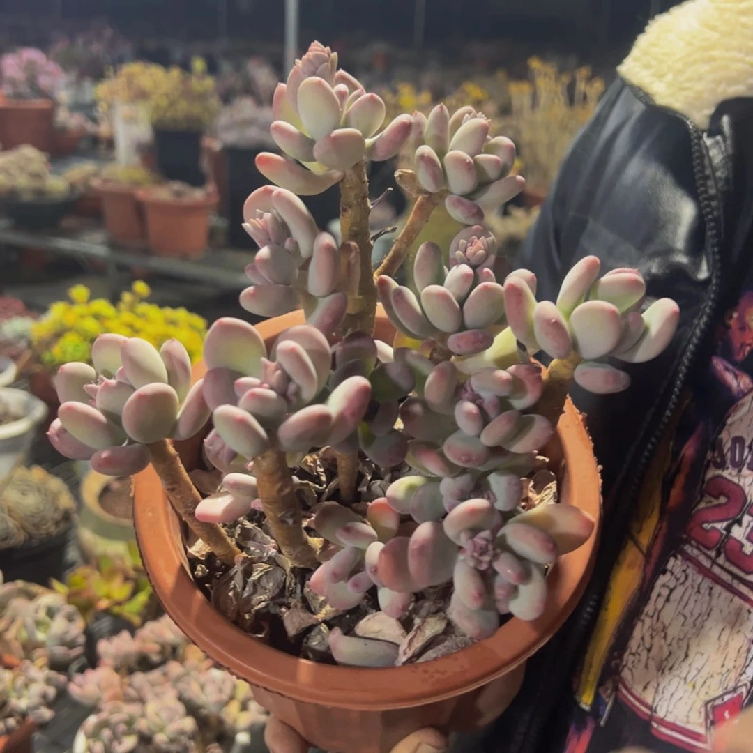 三日月美人十头起发