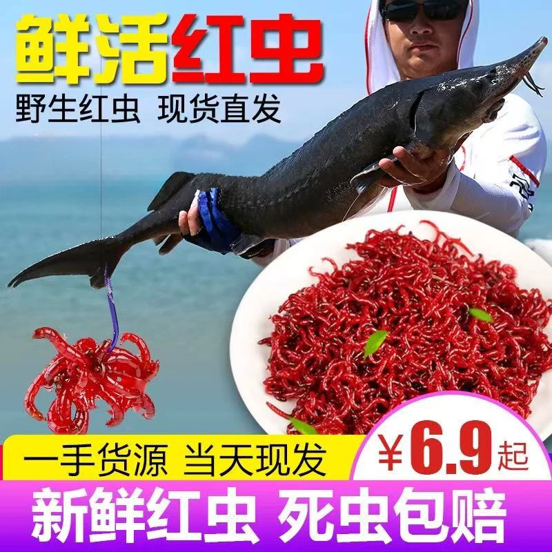 【京东包邮】鲜活红虫！死虫包赔！可保存7-15天 全国1-2天到货！F3