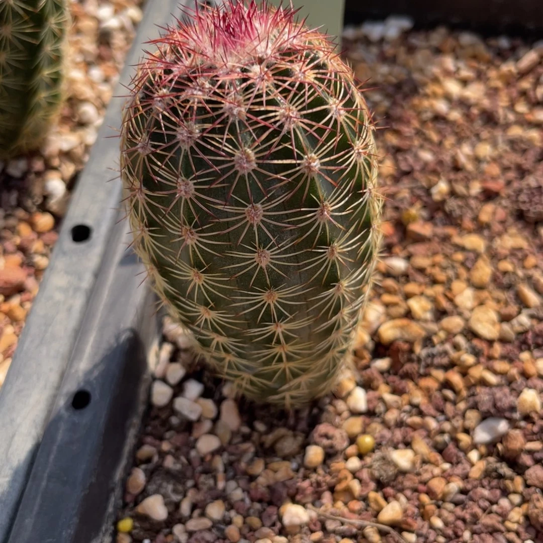 鹿角柱实生仙人球淡黄花三光MAO—0089