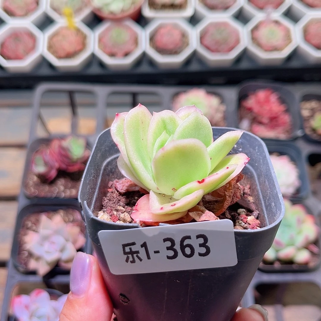 乐然1-363 冰玫瑰