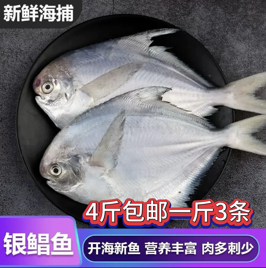 冰鲜 银鲳鱼4斤包邮（一斤3条）顺丰包邮