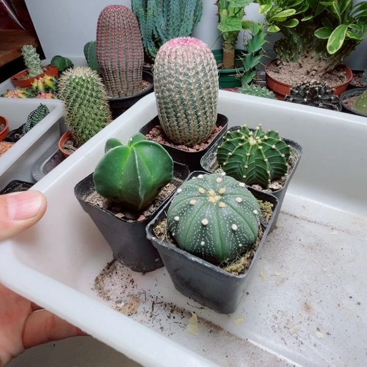 4颗带着红太阳组合仙人球