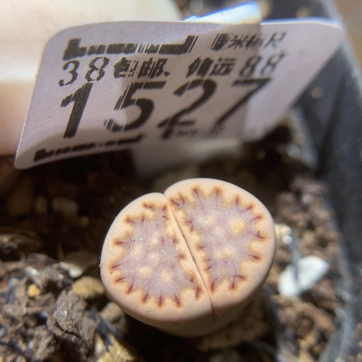 Sss精品生石花1527