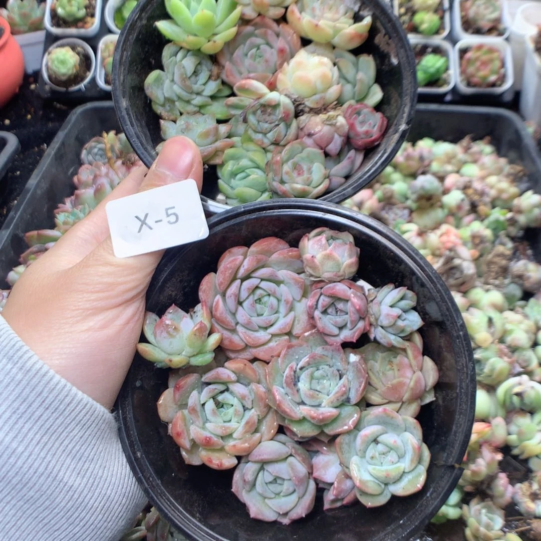 无花朵X5用英语英语英语英语英语英语