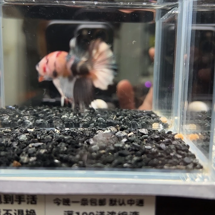 斗鱼竞拍跑单拉黑23日93