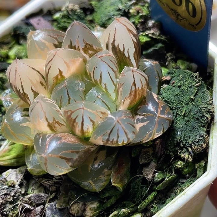 536水晶灯锦特选福利