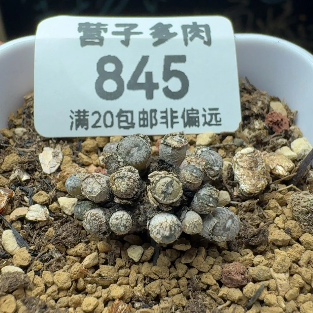 康菩提脱土21头。
