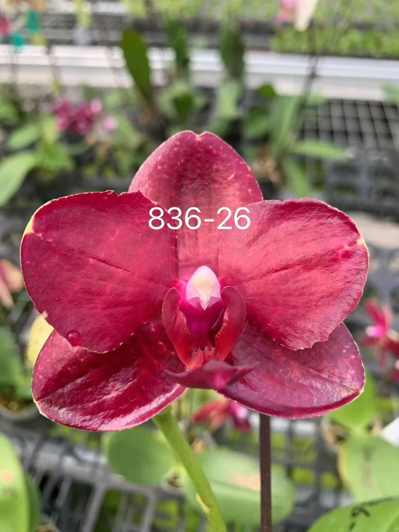 蝴蝶兰原生花苗正红蜡质【836】1.7苗