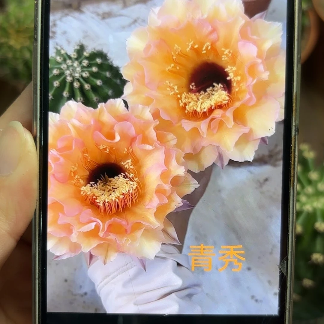 彩草青秀7.5公分微瑕