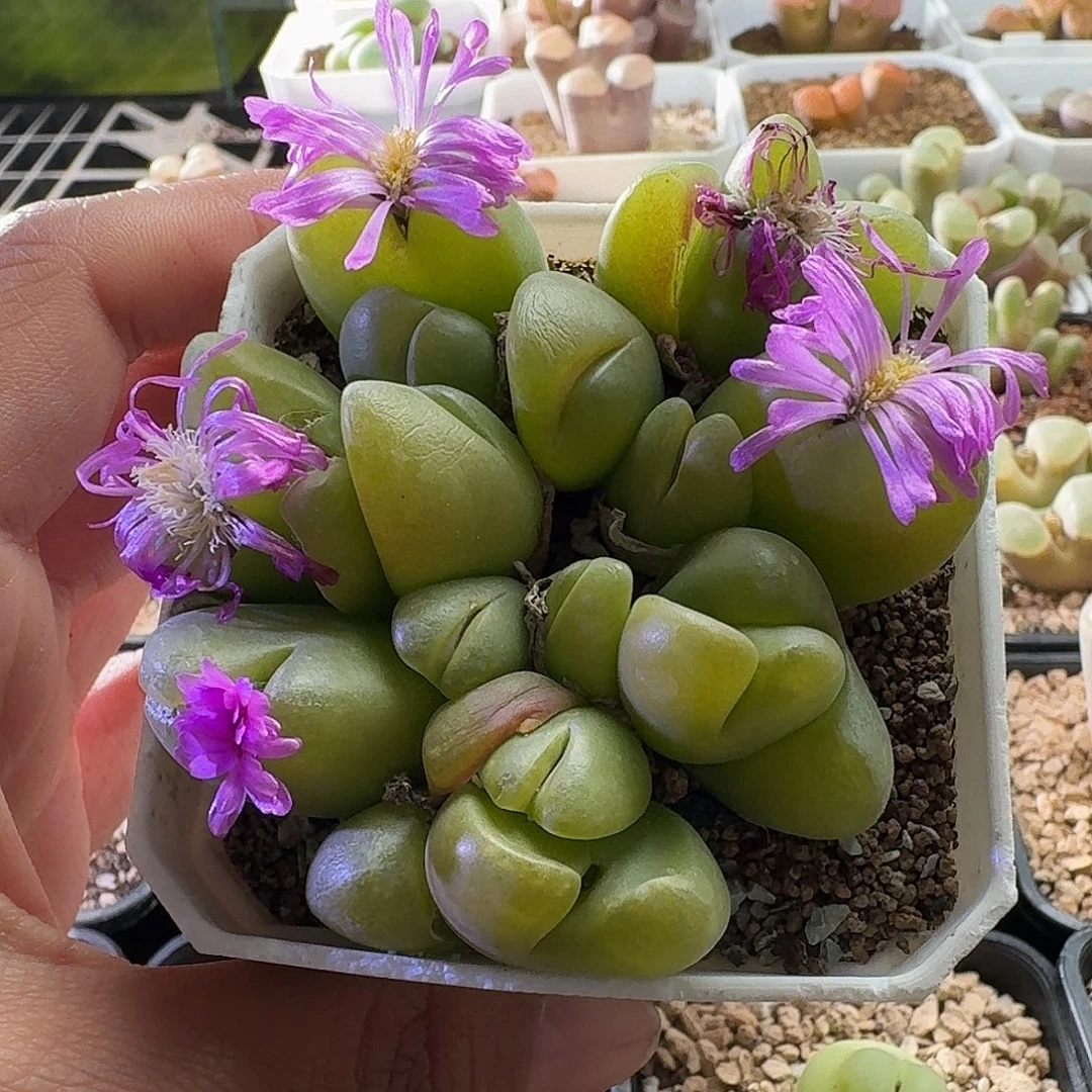 1665毛翠滴肉锥植物