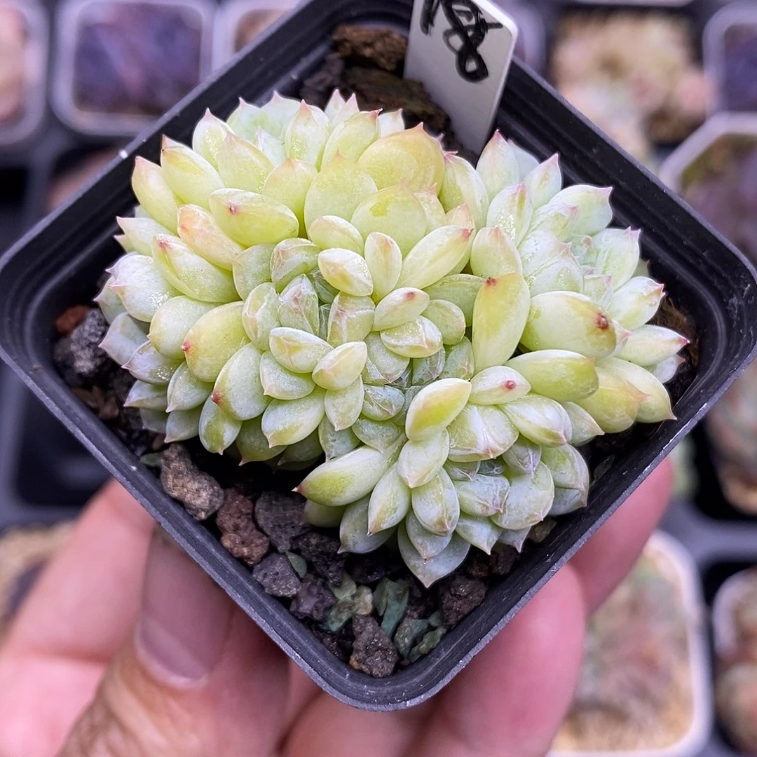 小叶冰5厘米盆6头多肉