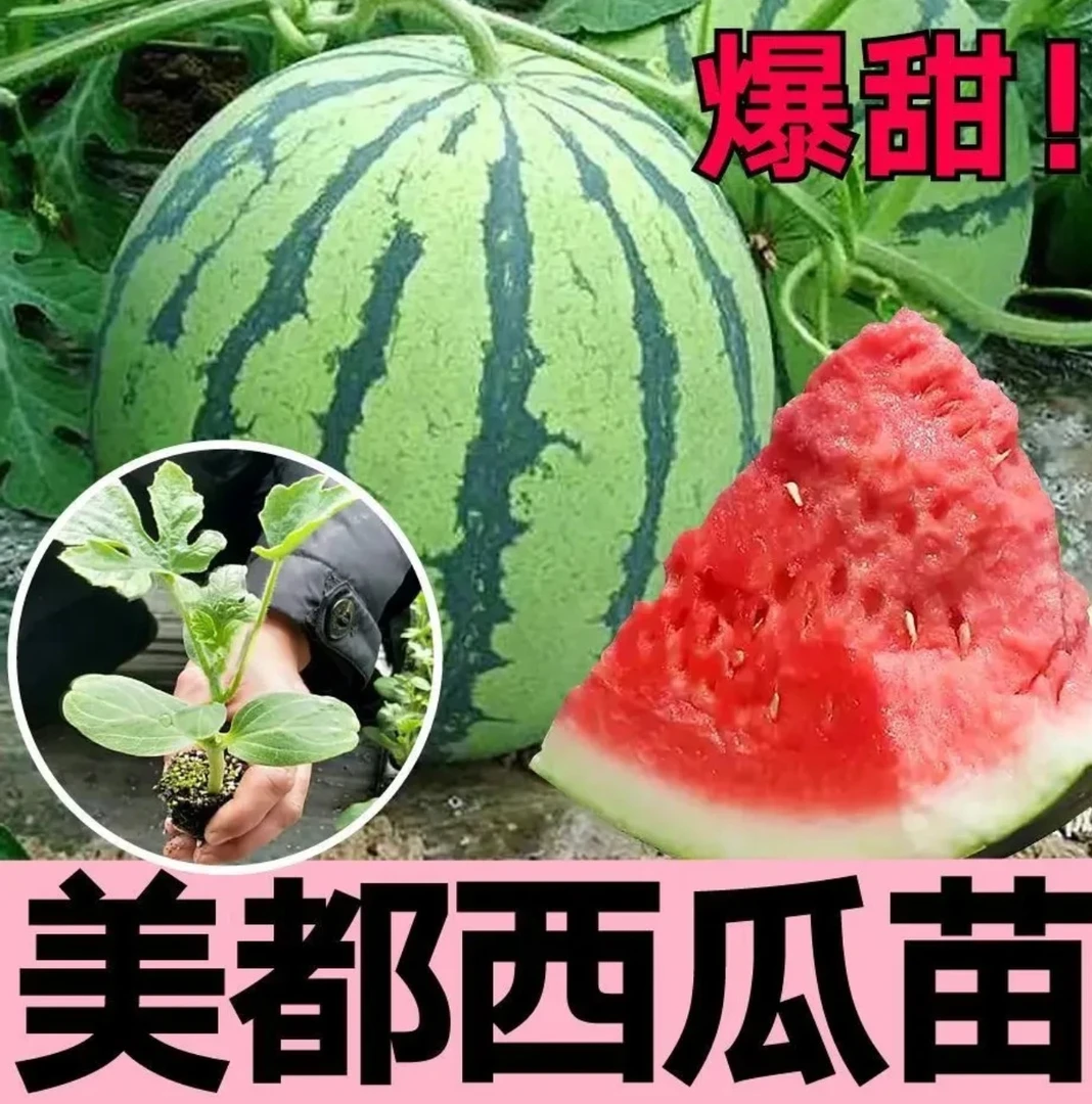 各种西瓜秧苗8424麒麟西瓜秧苗