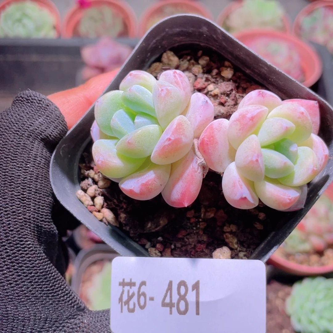 花利美6-481冰玉