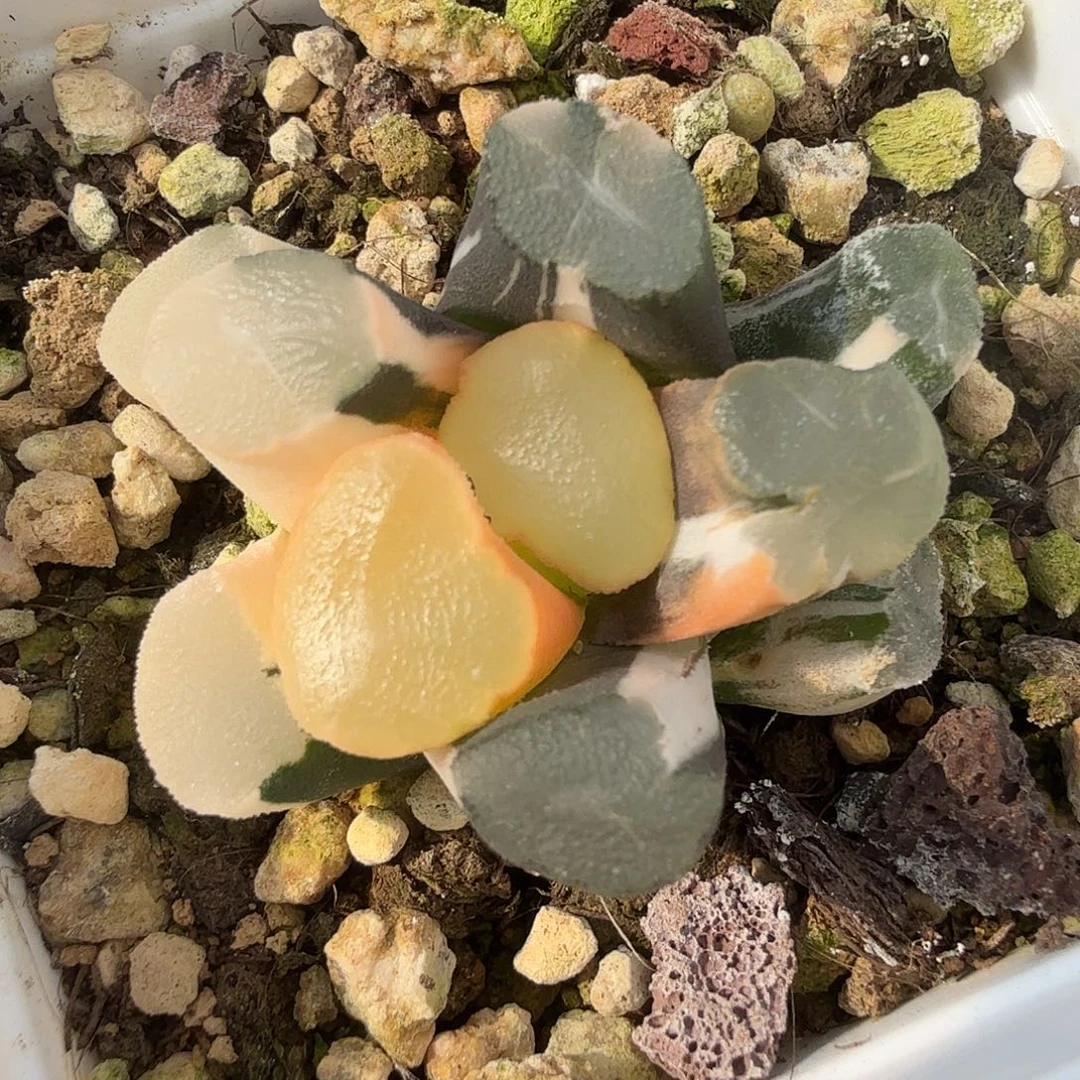 万象锦，多肉植物。