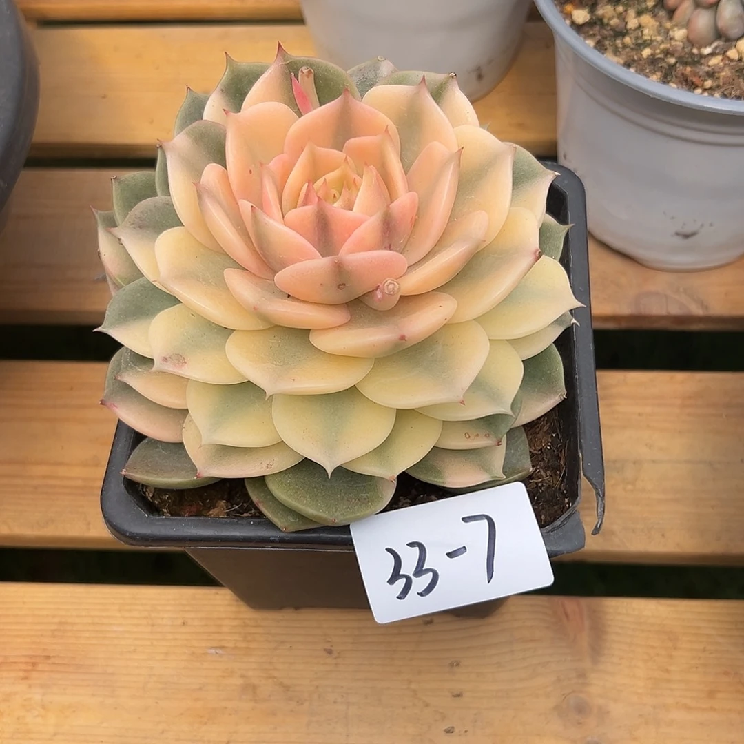 豆*33+7贝加尔湖锦多肉寄养