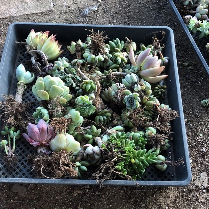 郑**入郑在多肉。山东临沂