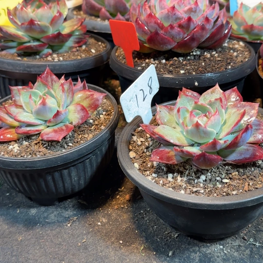 惊鸿一物一拍包装收缩花旱962128