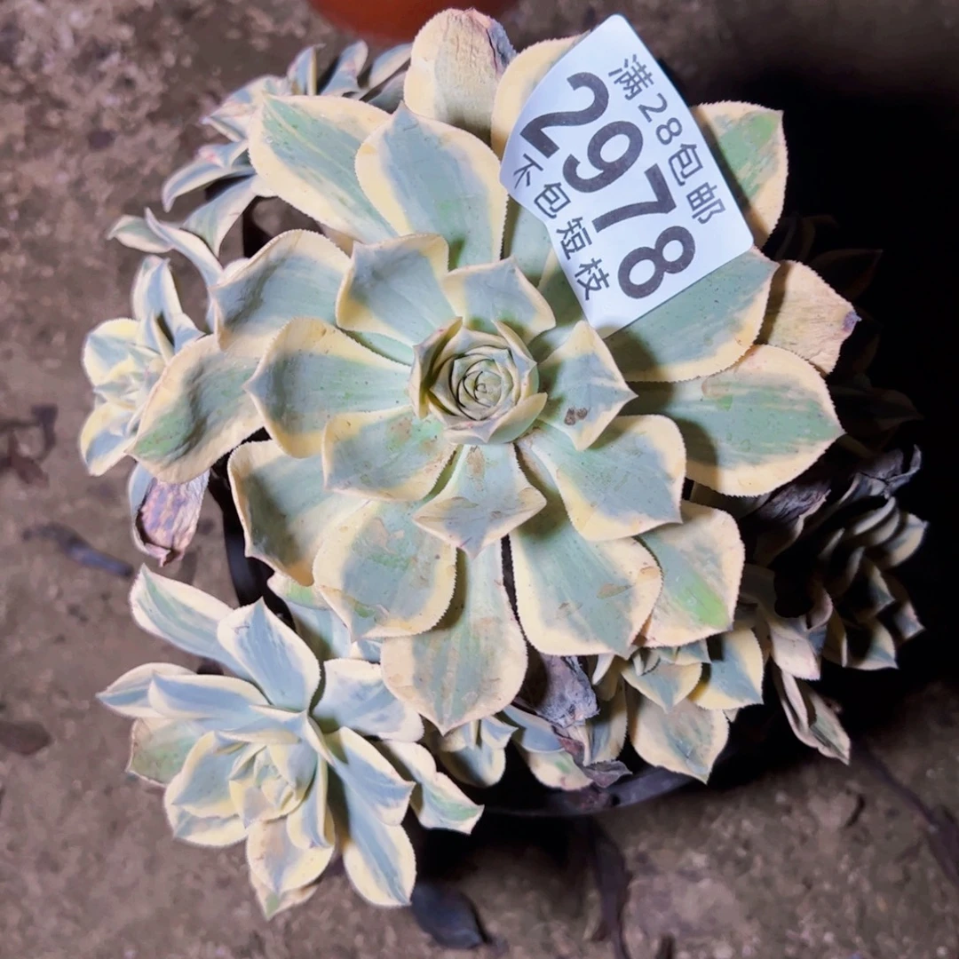 灿烂多肉植物2978