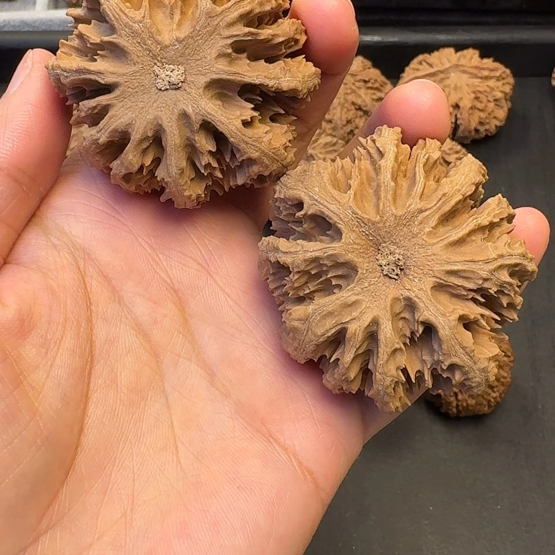 9***4核桃突突突突突突突突突突突突突突